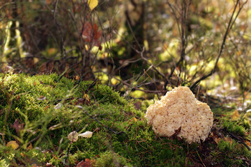 A wild edible fungus Wood Cauliflower (Sparassis crispa) growing in the forest. It has a yellowish...