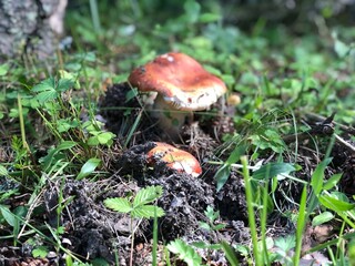 fly mushroom