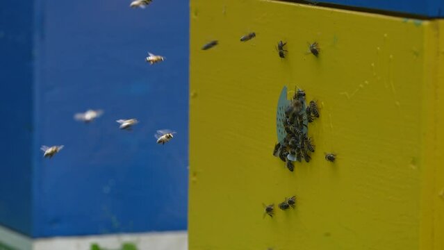 Honey bees fly next to the bee hive in the apiary to collect honey, close up. Beekeeping in countryside, slow motion