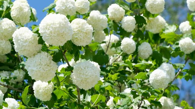 
Snowball Flower White