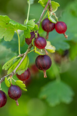 Red gooseberry berry hanging on a branch macro photography on a summer day. Ripe gooseberry close-up photo on a green background in the summer.
