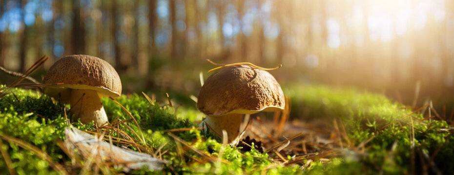Edible cep mushrooms in a sunny autumn forest