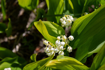 Lily of the valley. Other names include May bells, Our Lady's tears, and Mary's tears. 
