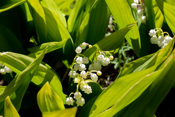 Obraz premium Lily of the valley. Other names include May bells, Our Lady's tears, and Mary's tears. 