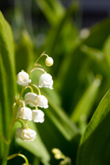 Lily of the valley. Other names include May bells, Our Lady's tears, and Mary's tears. 