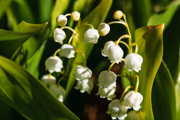 Lily of the valley. Other names include May bells, Our Lady's tears, and Mary's tears. 