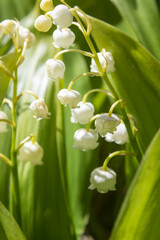 Lily of the valley. Other names include May bells, Our Lady's tears, and Mary's tears. 