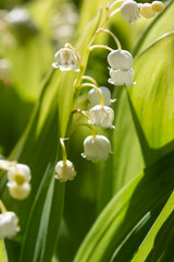 Lily of the valley. Other names include May bells, Our Lady's tears, and Mary's tears. 