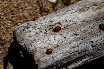 Lady bugs and old weathered log on the beach - Powered by Adobe