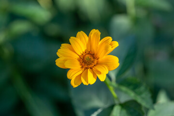 Blooming false sunflower on a green background on a summer sunny day macro photography. Garden rough oxeye flower with yellow petals in summertime, close-up photo. Orange heliopsis floral background.