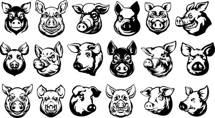 Pig head mascot. Swine logo. Hog illustration set isolate on white.