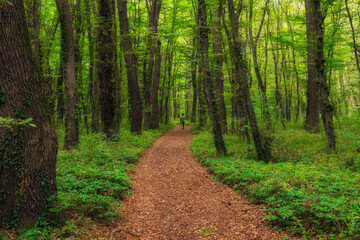 Lonely woman walking along a path in a dense green forest