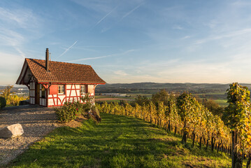Fototapeta na wymiar Cottage in the vineyards in evening light, autumn atmosphere, Canton Thurgau, Switzerland (photographed from public space)