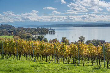 Autumn view over Lake Constance with vineyards in foreground, Uhldingen-Muehlhofen, Lake Constance...