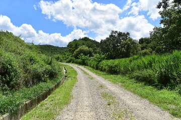 unpaved road, trees and plants against the blue sky