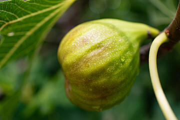 Figue goutte d'or mûre