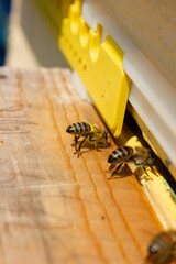 The bee ventilates the air in the hive by flapping its wings on the landing board.