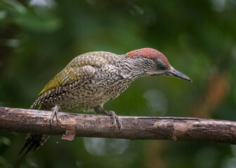 Eurasian Green Woodpecker