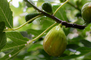 Obraz premium Figues sous la pluie