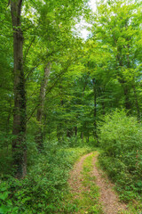 Fototapeta na wymiar Dirt road in a dense green forest