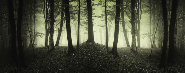 dark spooky forest panorama with trees in fog