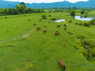Drone view of beautiful grazing horses with foals in a meadow against the background of mountains. Beautiful rural landscape with horses on top. Herd of horses on a green meadow