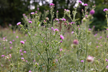 Blooming thistle in the forest