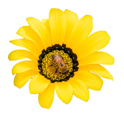 Yellow daisy with bee. Transparent background.