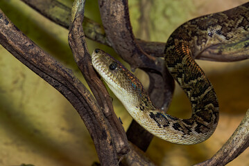 close up of a snake