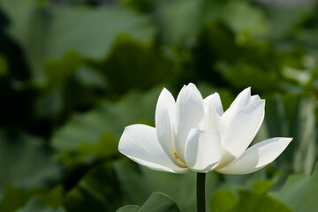 純白の蓮の花