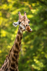 portrait of a giraffe