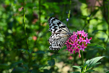 Idea leuconoe butterflies in the garden.