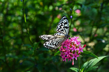 Idea leuconoe butterflies in the garden.