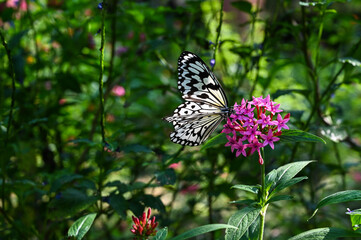 Idea leuconoe butterflies in the garden.