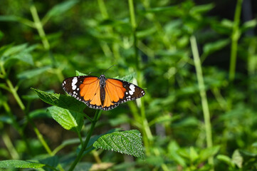 Monarch Butterfly in the garden.