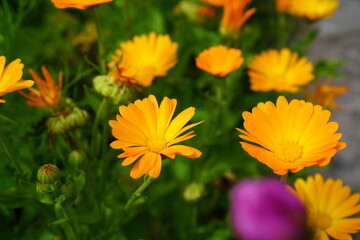 orange flowers of marigold marigolds on a garden plot in summer. The concept of growing eco-friendly medicinal plants at home