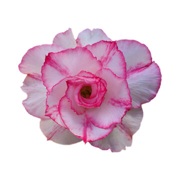pink orchid isolated on transparent background, png pink flower