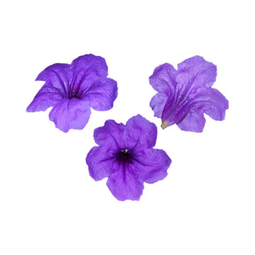 Purple orchid isolated on transparent background, png purple flower