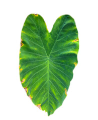 Green leaf heart shape isolated transparent background, bon leave cut-out 