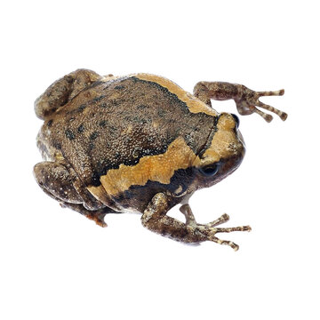 Bullfrog isolated transparent background, bullfrog png 