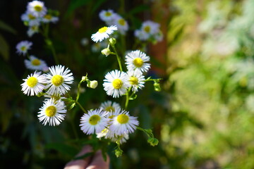 small white chamomile flowers on a garden plot against a green meadow background