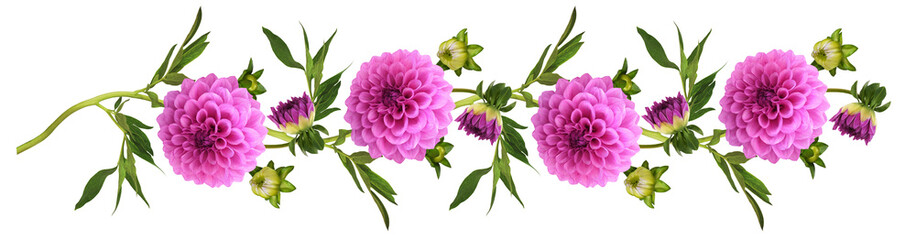 Pink dahlia flowers, buds and leaves in a floral garland isolated on white or transparent background © Ortis
