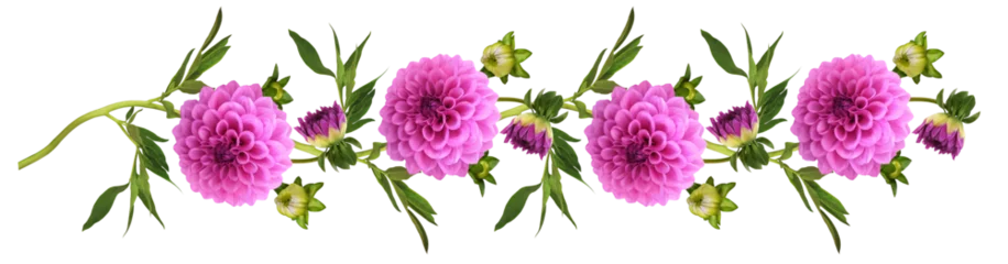 Fotobehang Pink dahlia flowers, buds and leaves in a floral garland isolated on white or transparent background © Ortis