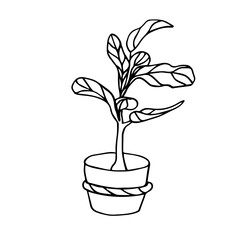 The Fiddle Leaf Fig. Doodle illustration of a potted houseplant . Line art. Design element