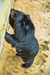 Asiatic black bear