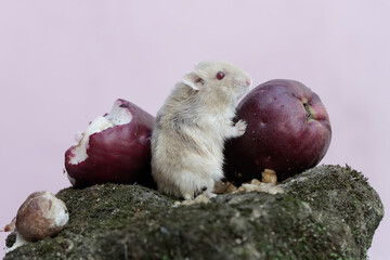 A Campbell dwarf hamster eating a pink Malay apple that fell to the ground overgrown with moss. This rodent has the scientific name Phodopus campbelli.
