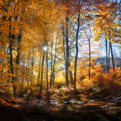 golden leuchtende Herbstbäume im Sonnenschein im Harzgebirge