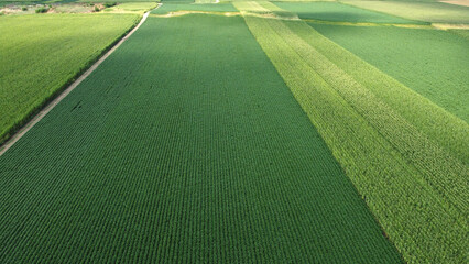 green corn and soybean fields - drone photography