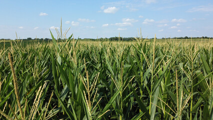 green corn field in the summer-drone photography