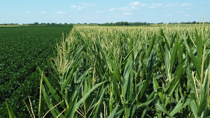Fototapeta premium green corn field in the summer-drone photography